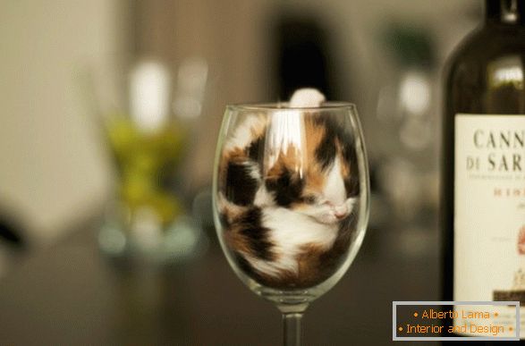 Mačica u čaši vina