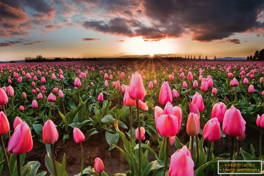 Prolećna polja cvetova u Holandiji
