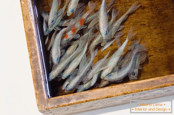 Neuobičajene slike ribe od umetnika Riusuke Fakeori