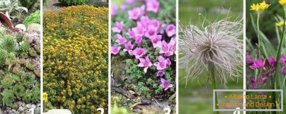 Najbolje biljke za alpski slajd - fotografije i imena
