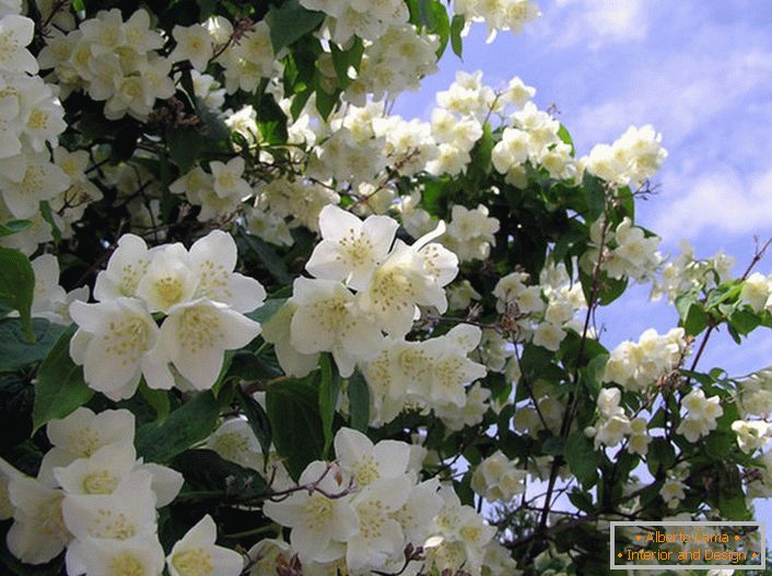 Jasmin je grmlje porodice masline sa bijelim cvjetnim zvezdama. Rođena zemlja jasmina se smatra Arapskom i Istočnom Indijom.