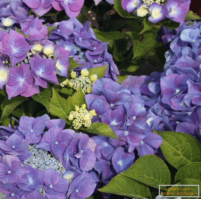 Vijolična hortenziona velikih listova