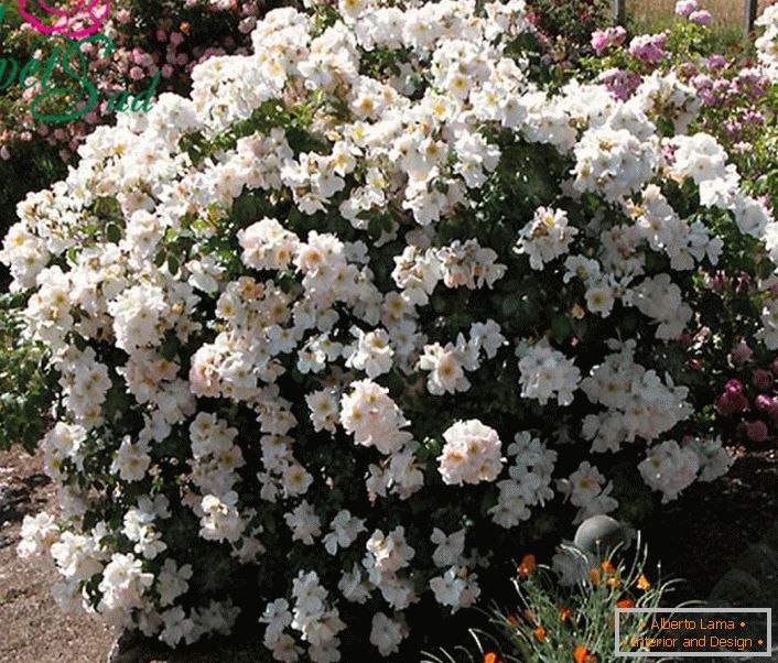 Mirisna grmlja bele ruže je neka vrsta Sally Holmesa.