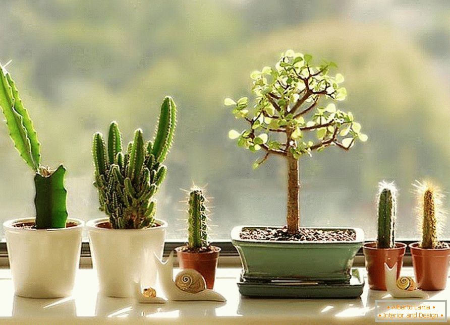 Kaktusi na prozoru