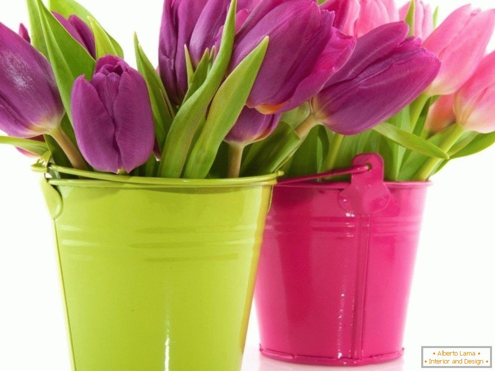 Tulipani u bojama