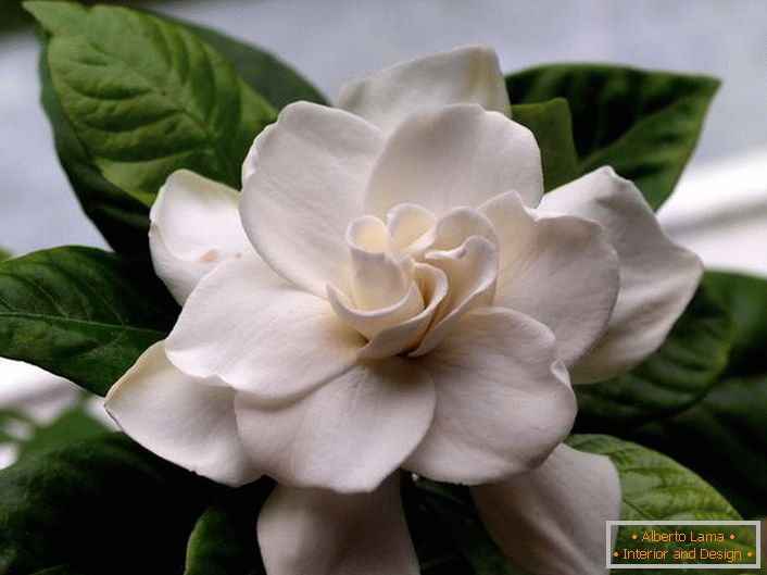 Cvjetne cvijeće jasmina gardenije imaju bogatu, mršavu aromu. Na popularnom ostrvu Bali, ova biljka se često nalazi uz obalu i na padinama planine.