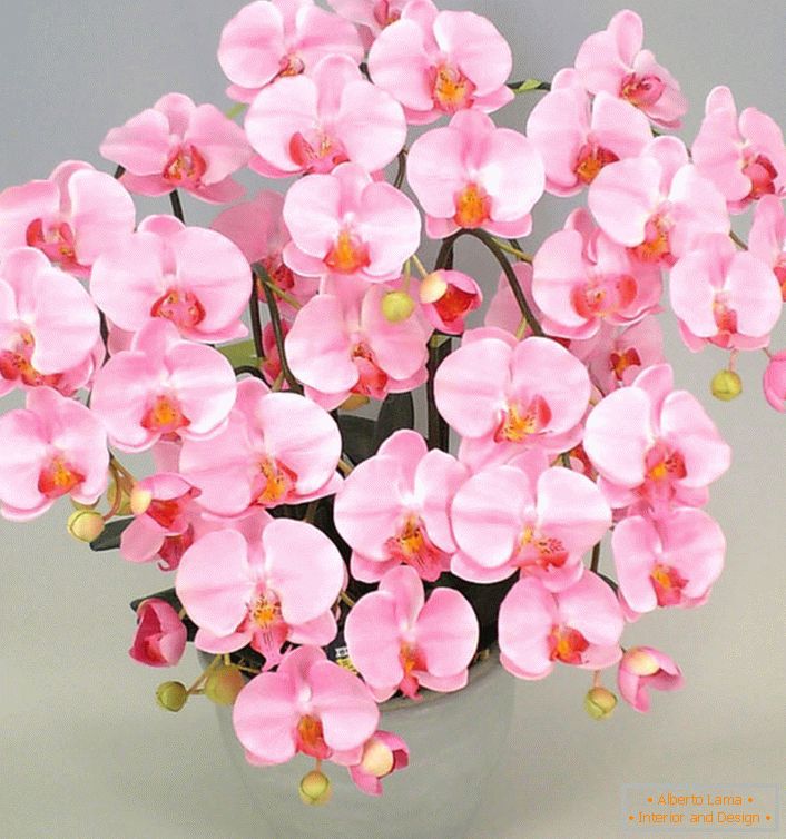 Ružičasta orhideja