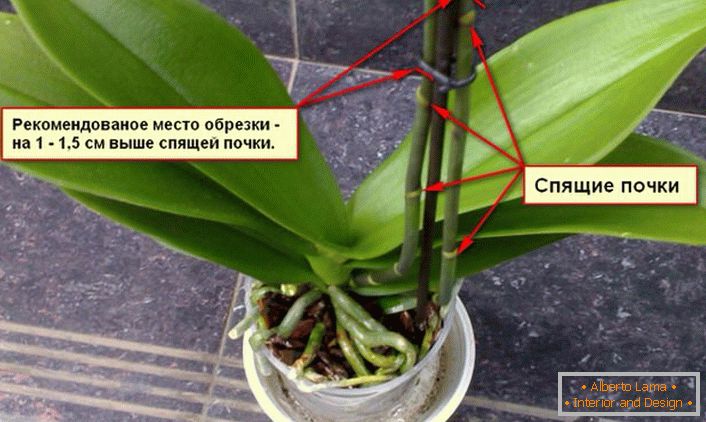 Preporuke za obrezivanje orhideje.