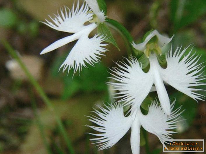 Iznenađujuće neobičan cvet podseća na bijelu štalu. Orhideja je japanska.