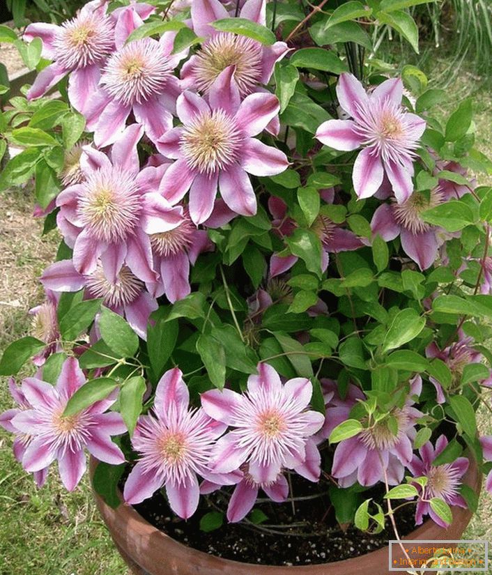 Clematis sortira Nelly Moser.