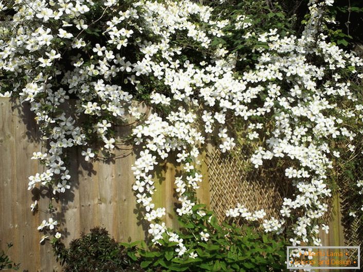 Cvetovi Clematis su beli na ogradi vrta.