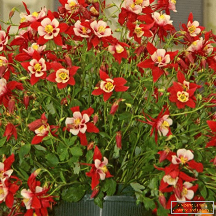 crveno cvijeće aquilegia