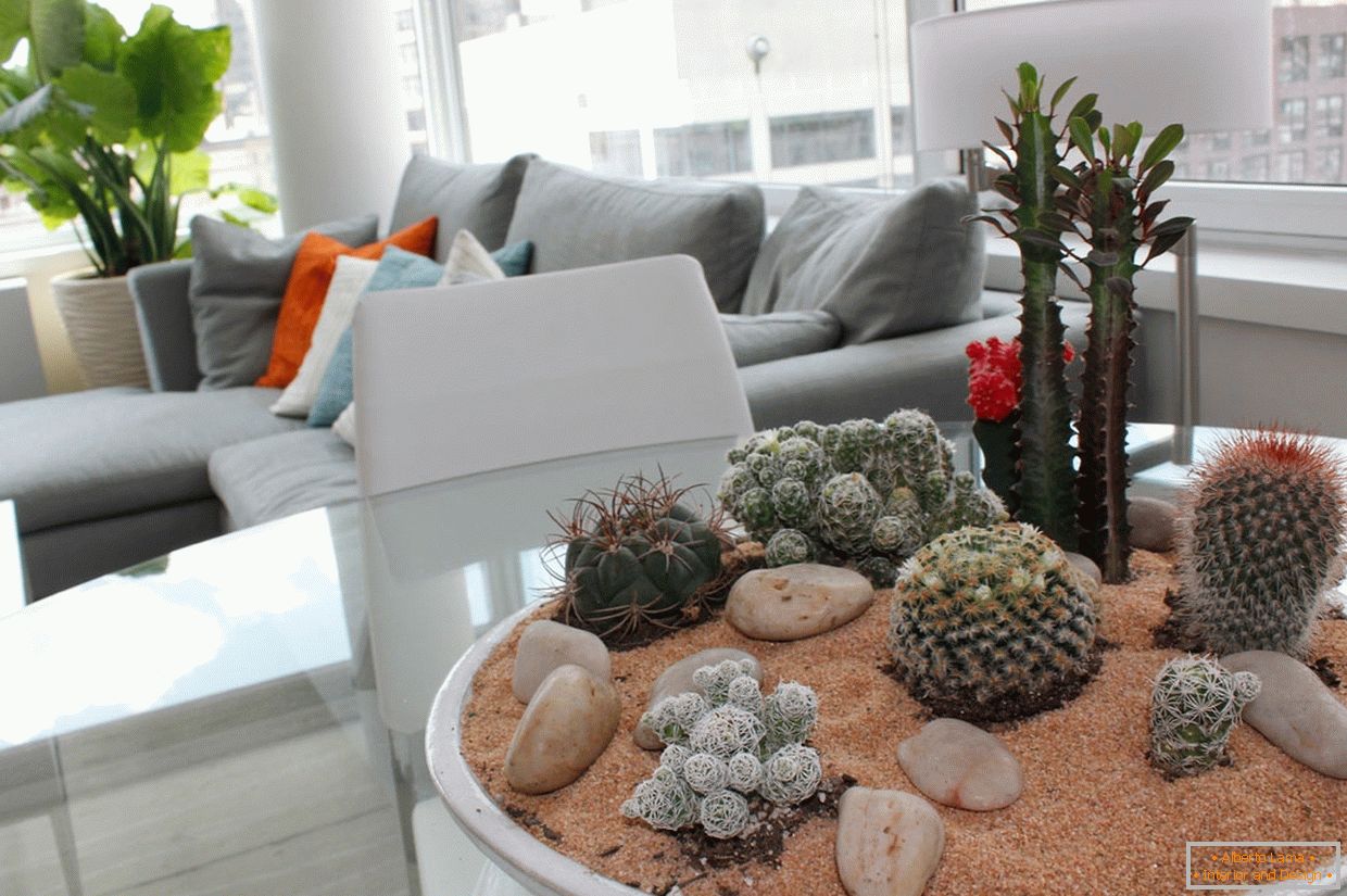 Kaktusi в интерьере квартиры