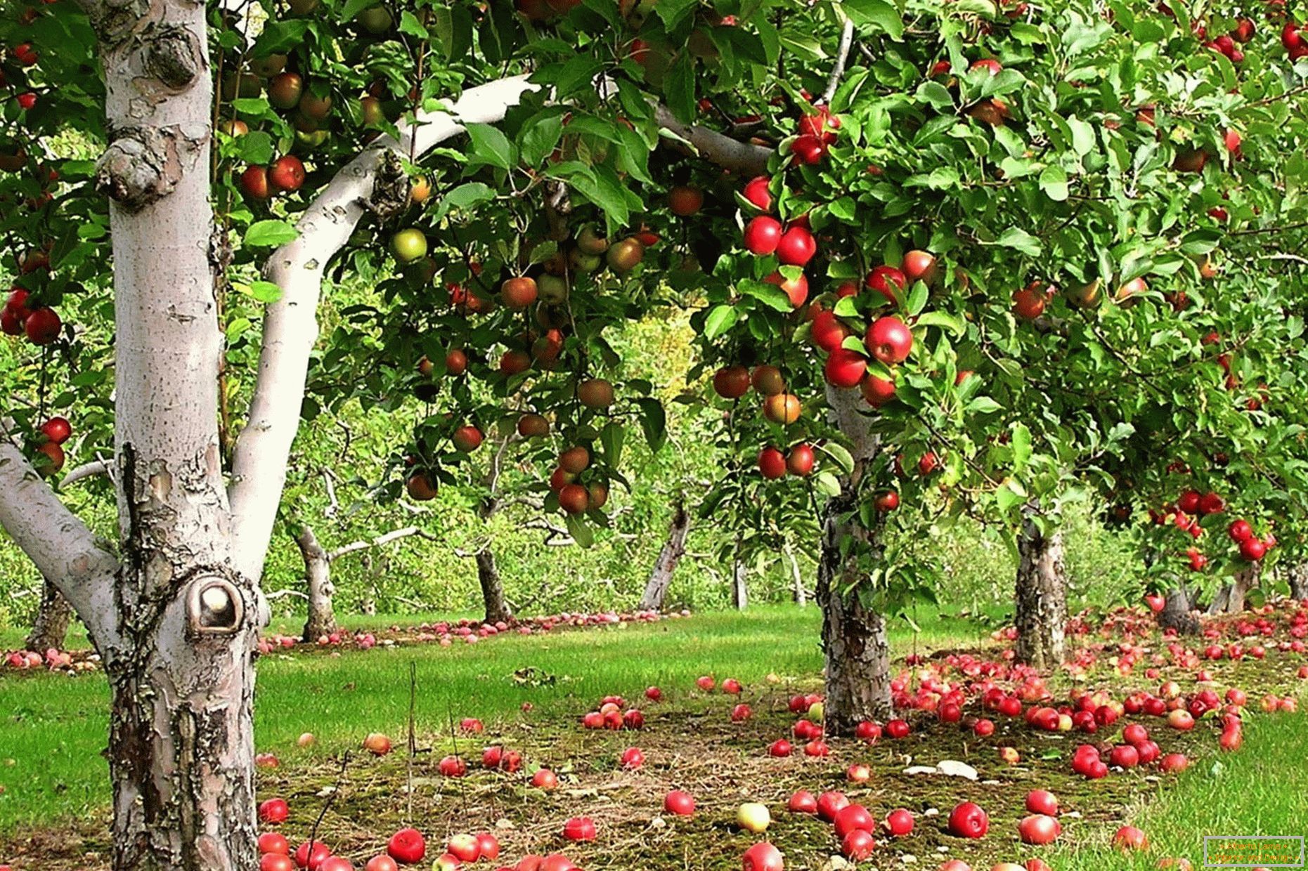 Appleova bašta