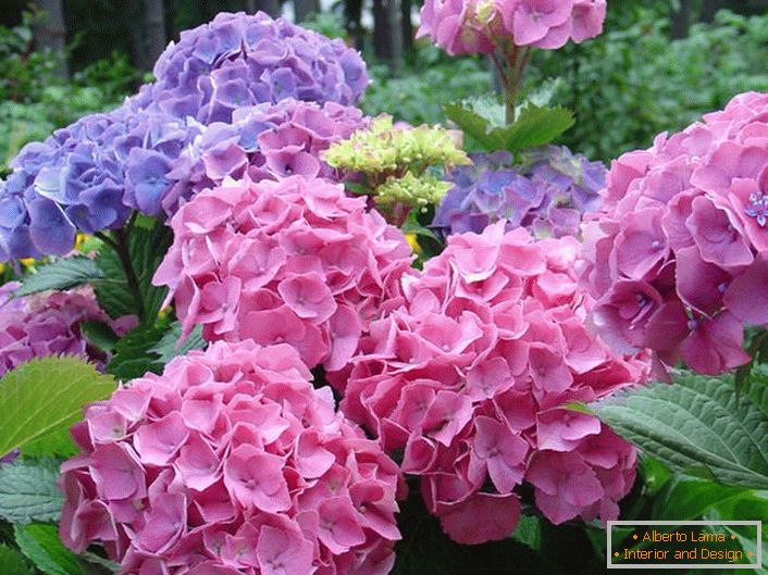 Bleda ružičasta i bleda purpurna cvijeća su favoriti među modernim vrtlarima.