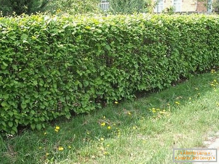 Da bi se stvorila prirodna živa ograda, koristili su se spiree grmlje (tavolga), kuril čaj (cattail), barberry i piletina.