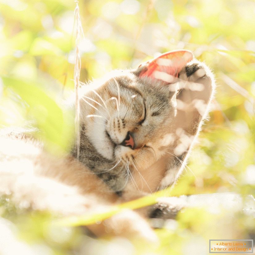 Fotografija slatkih mačaka