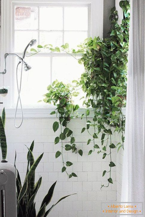 Biljke u dizajnu kupatila