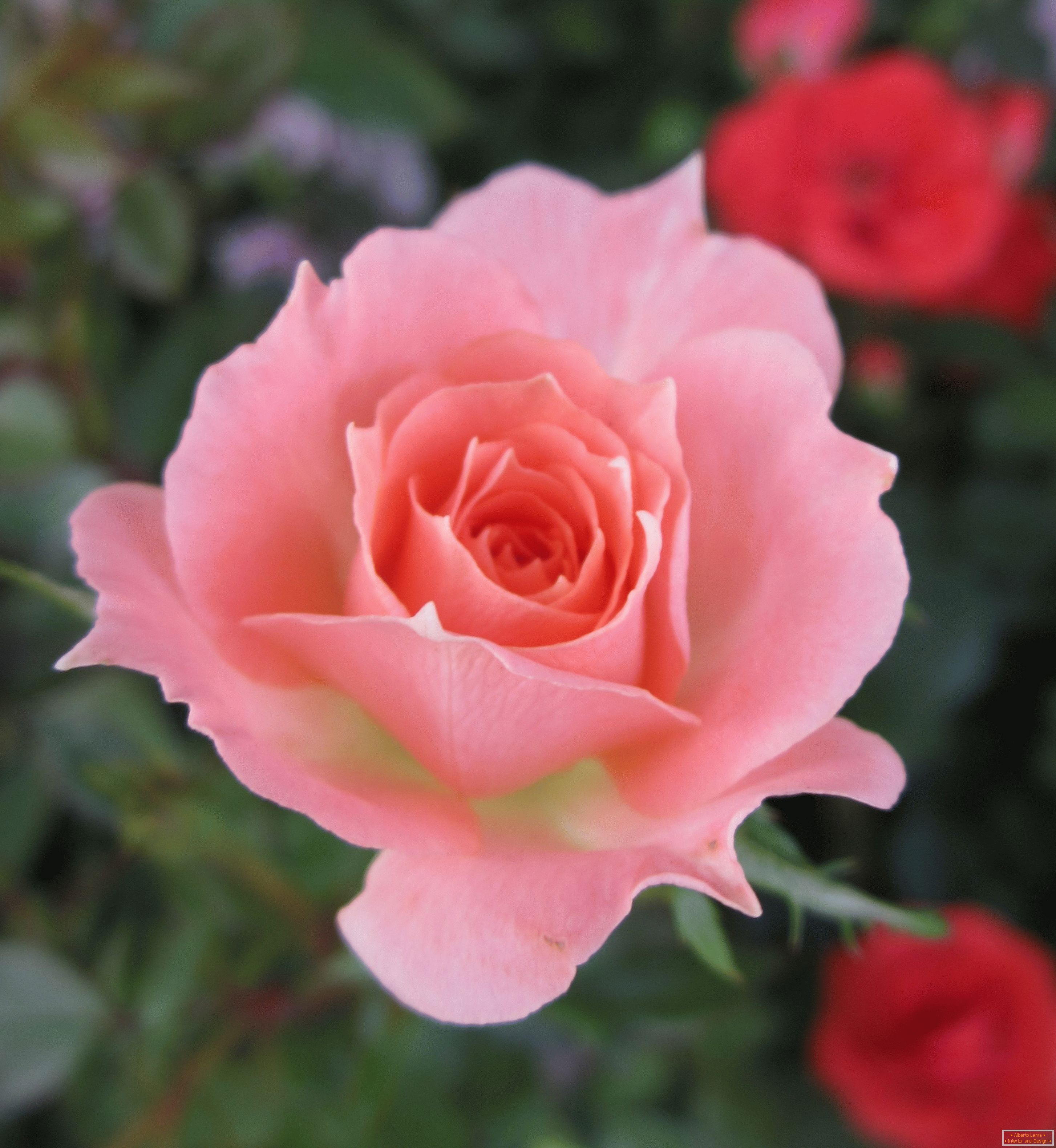 Ruža roze boje u okruženju crvenog cvijeća