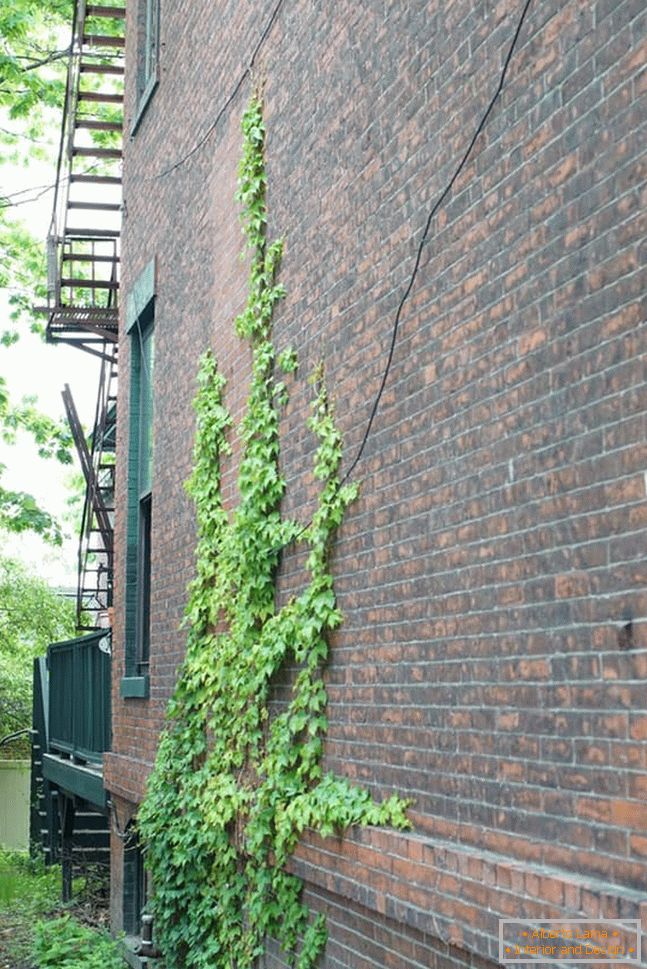 Curly ivy na zid od opeke