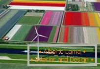 Tulipmanija ili šarene tilipne polja u Holandiji