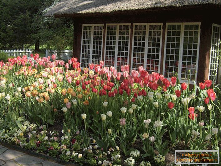 Tulipani u dvorištu kuće