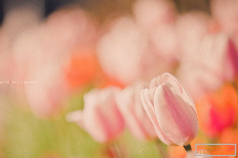 Delikatna fotografija tulipana