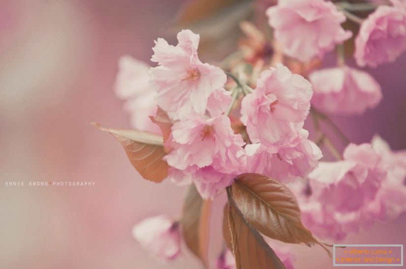Fotografije cveća Ernie Kwong