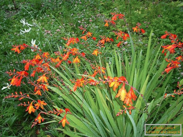 Japanski gladiolus zahteva zalivanje jednom nedeljno tokom vegetacije i uredno otpuštanje tla.
