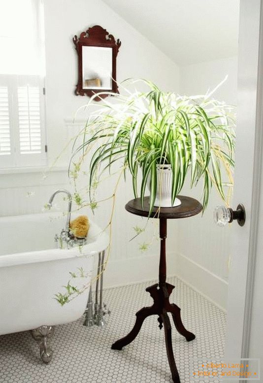 Dekoracija kupatila sa zatvorenim biljem
