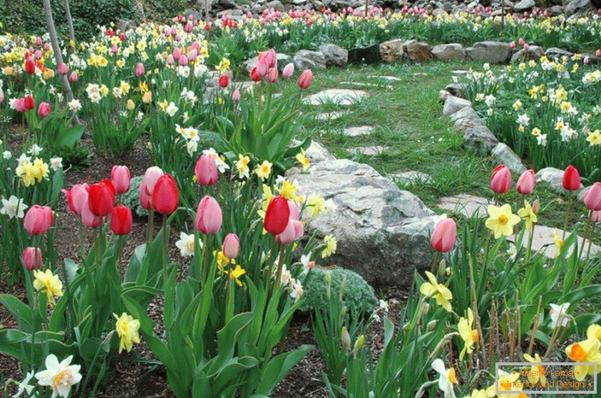 Narcisa i tulipani