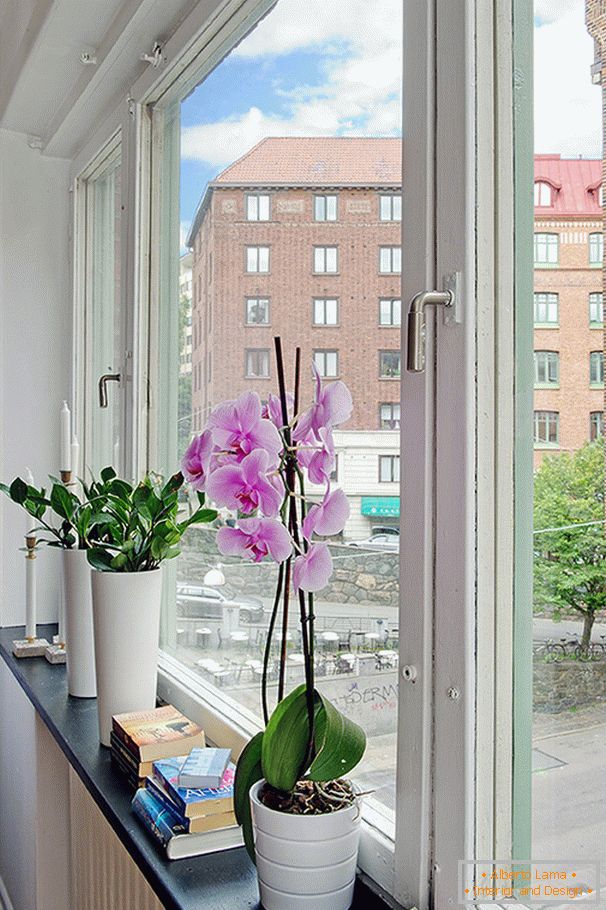 Cveće na prozoru
