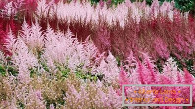 Astilba japanski i kineski: varijante i osobine njege