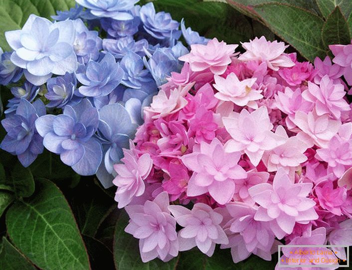 Semi-dvostruko cvijeće od Hydrangea Blushing Bride Endless Summer.
