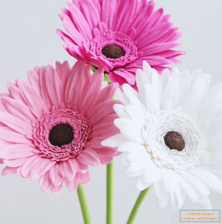 cvijeće-cvetno-gerbera-od-polimera-gline