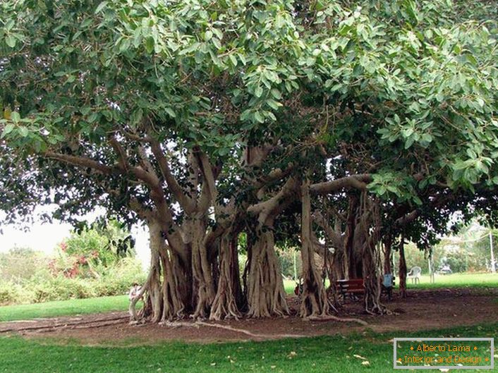 Bengalski fikus je drvo iz porodice Tutov, raste u toplim zemljama Indije, Tajlanda, Šri Lanke, Bangladeša. Pod povoljnim uslovima, ili umjetnim, bengalski fikus dostigne ogromne dimenzije usled korijenih vazdušnih korijena iz horizontalnih stabala drveta. Koreni se spuštaju i ako se ne zagrize, davanje drveta se širi. Obim krune takvog drveta može da dostigne 600 metara.