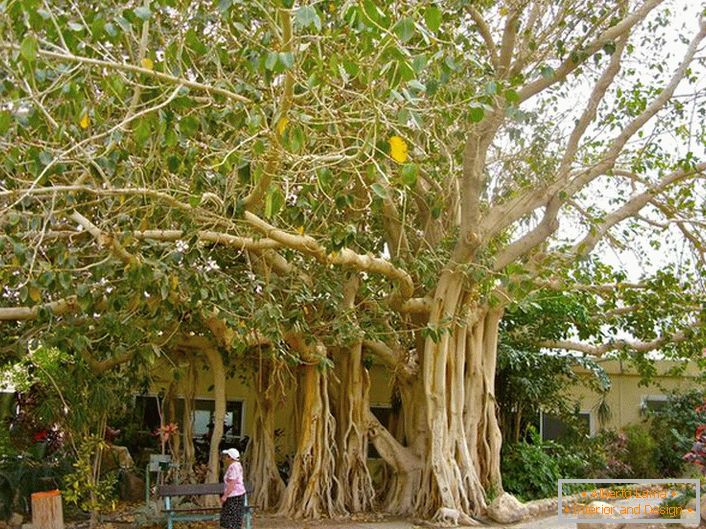 Na Tajlandu, fikus se smatra svetim drvetom i kao simbol je prikazan na krajevima zemlje.