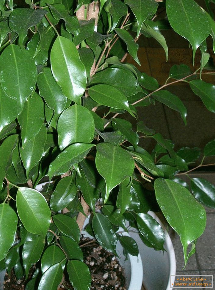 Ficus Benjamin. Trešnja biljka iz koje ljubitelji čvrsto čine bonsai (umetnost rastućih patuljaka za dekorativne svrhe).