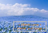 Hypnotic blue fields u parku Hitachi-Seaside, Japan