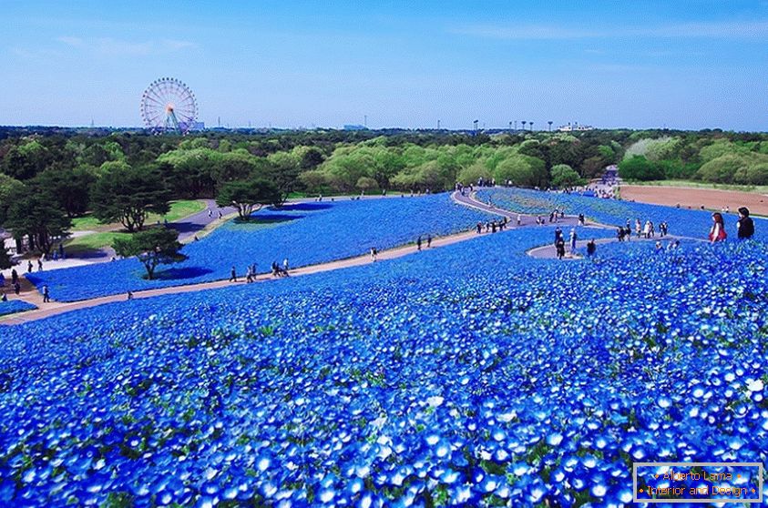 Fascinantno polje cveta u japanskom parku