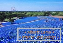 Hypnotic blue fields u parku Hitachi-Seaside, Japan