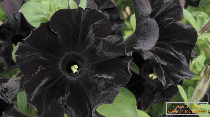 Petunija aristokrata crne boje Black Velvet.