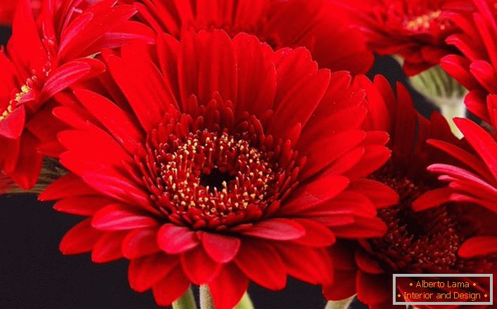 Cvetovi svetle crvene gerbere