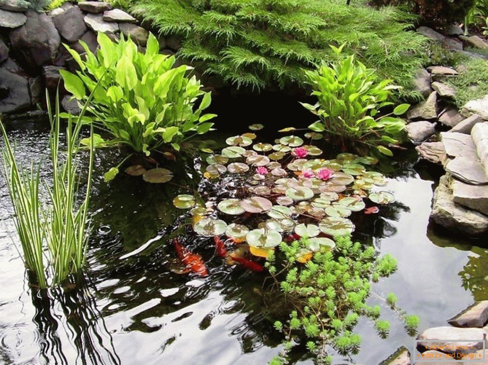 Vodene biljke u jezeru
