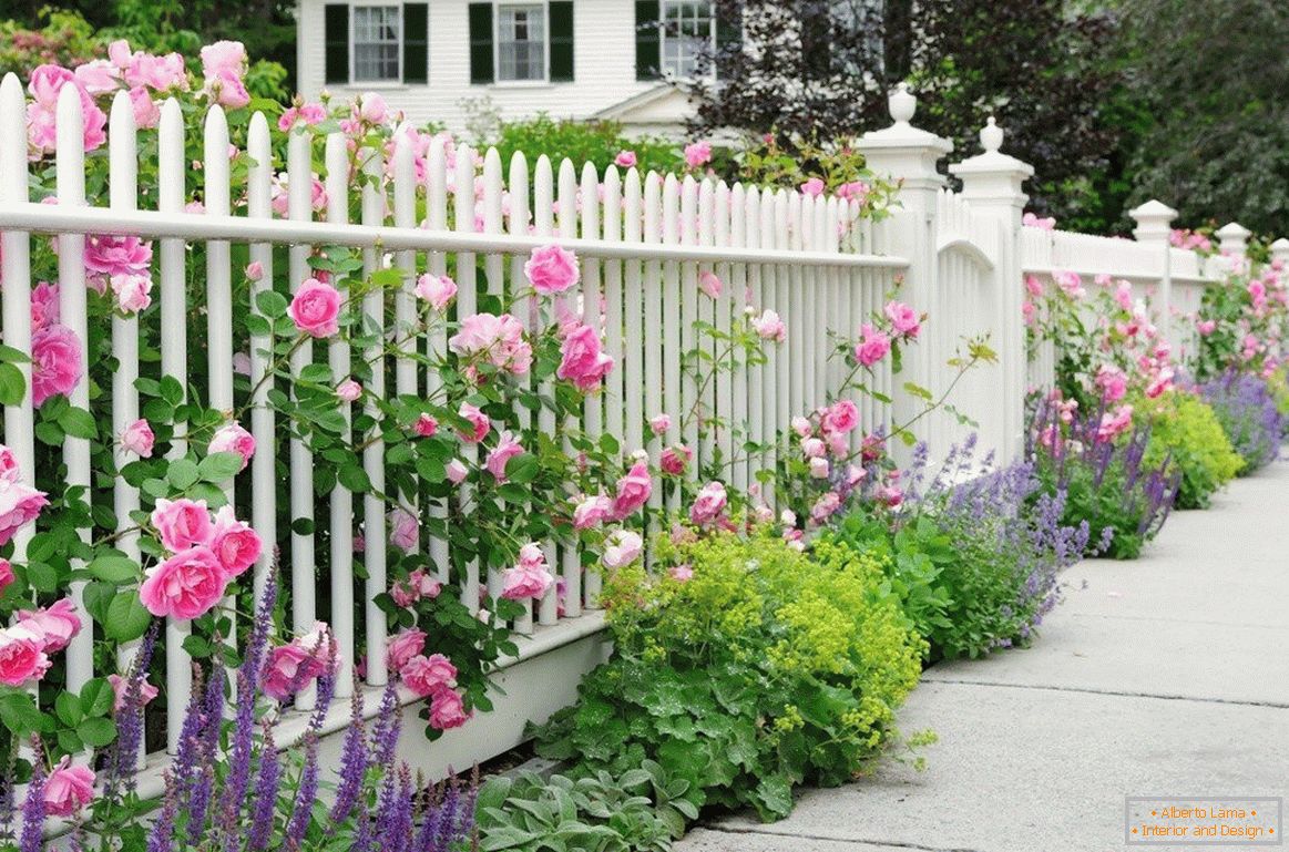Bijela ograda sa ružama