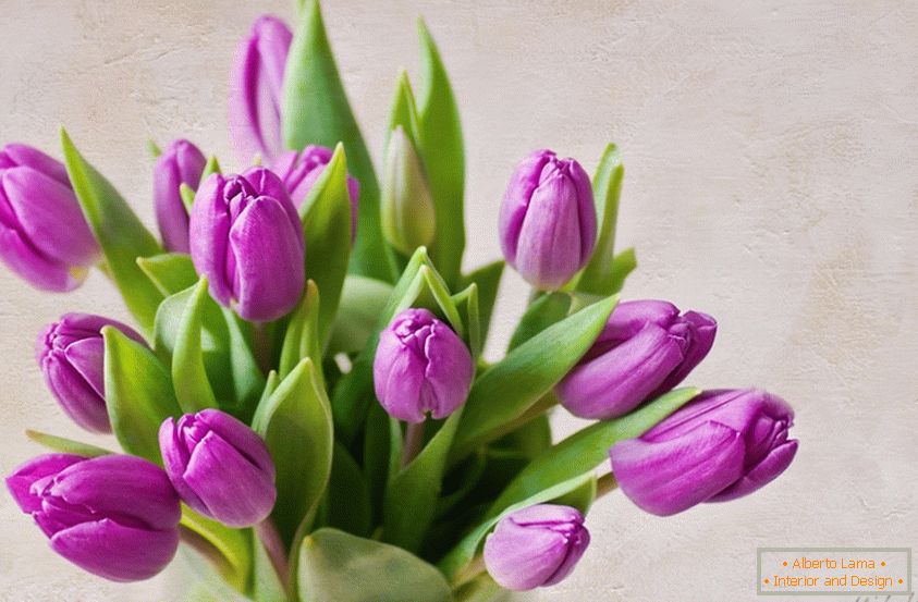 Buket ljubičastih tulipana
