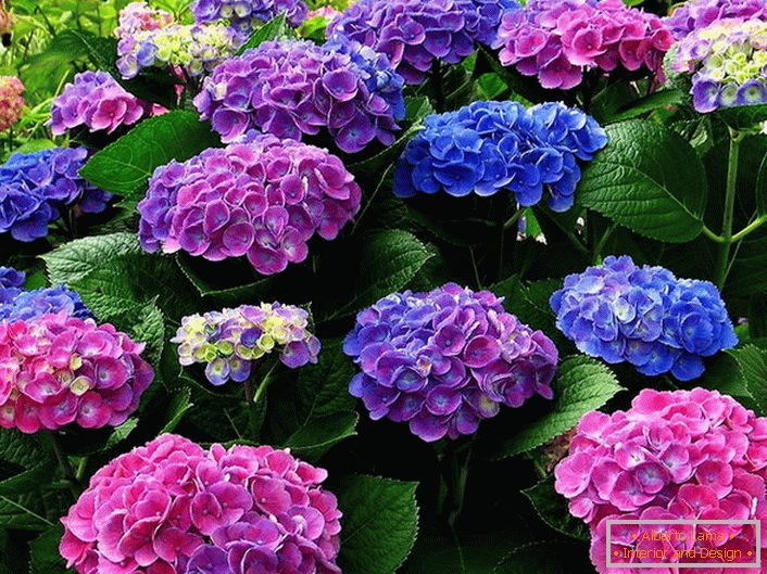 Raznobojna cvijeća hidrangea. Plave, ružičaste, ljubičaste cviječe harmonično se prepliću jedni s drugima.