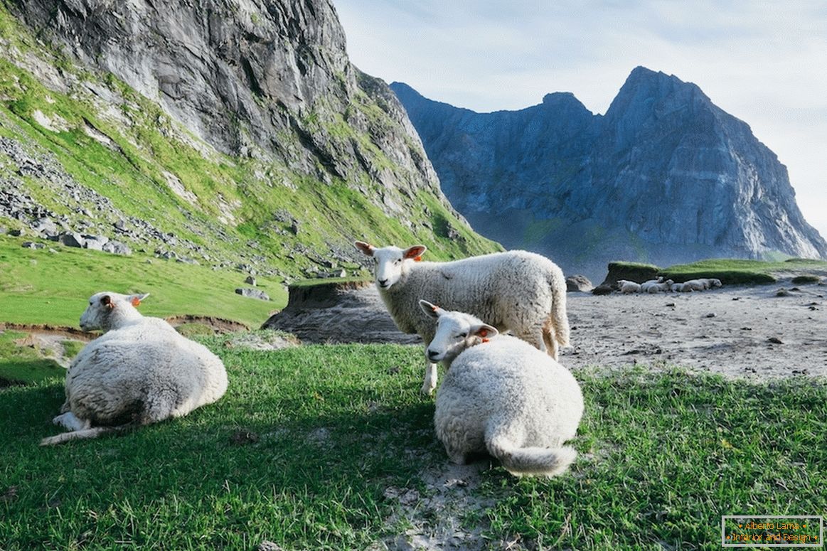 Stado ovaca u planinama Norveške