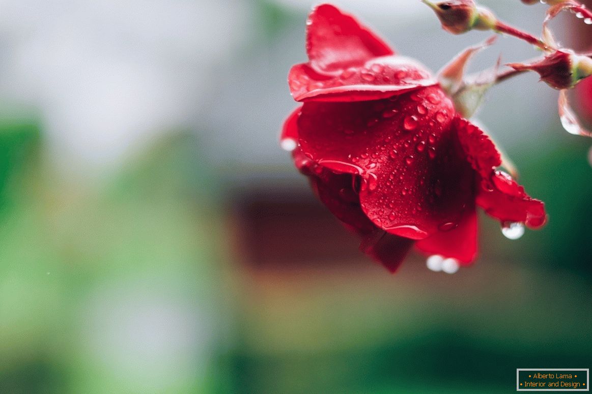 Rose po kiši
