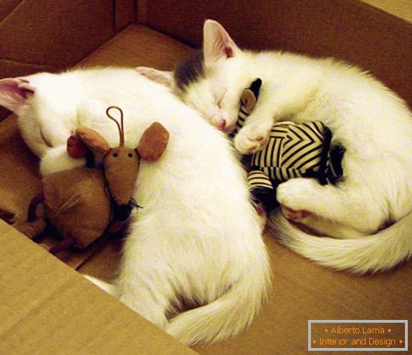 Dva spaljena maca u zagrljaju sa igračkama